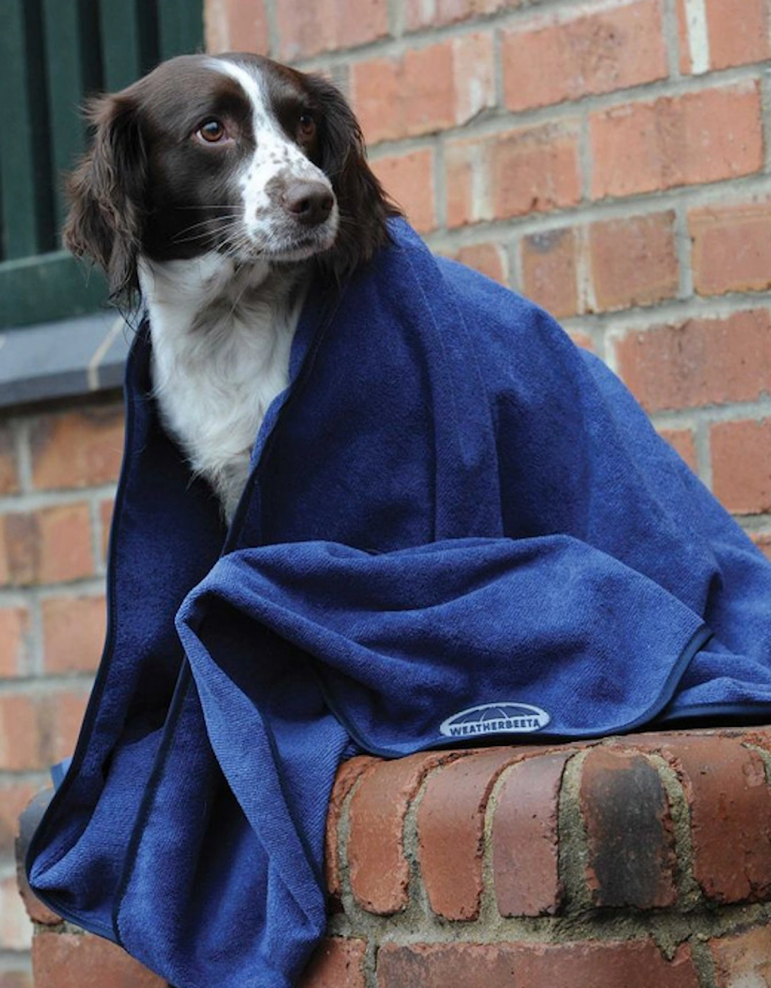 Dog Towel Blue, 4 of 3