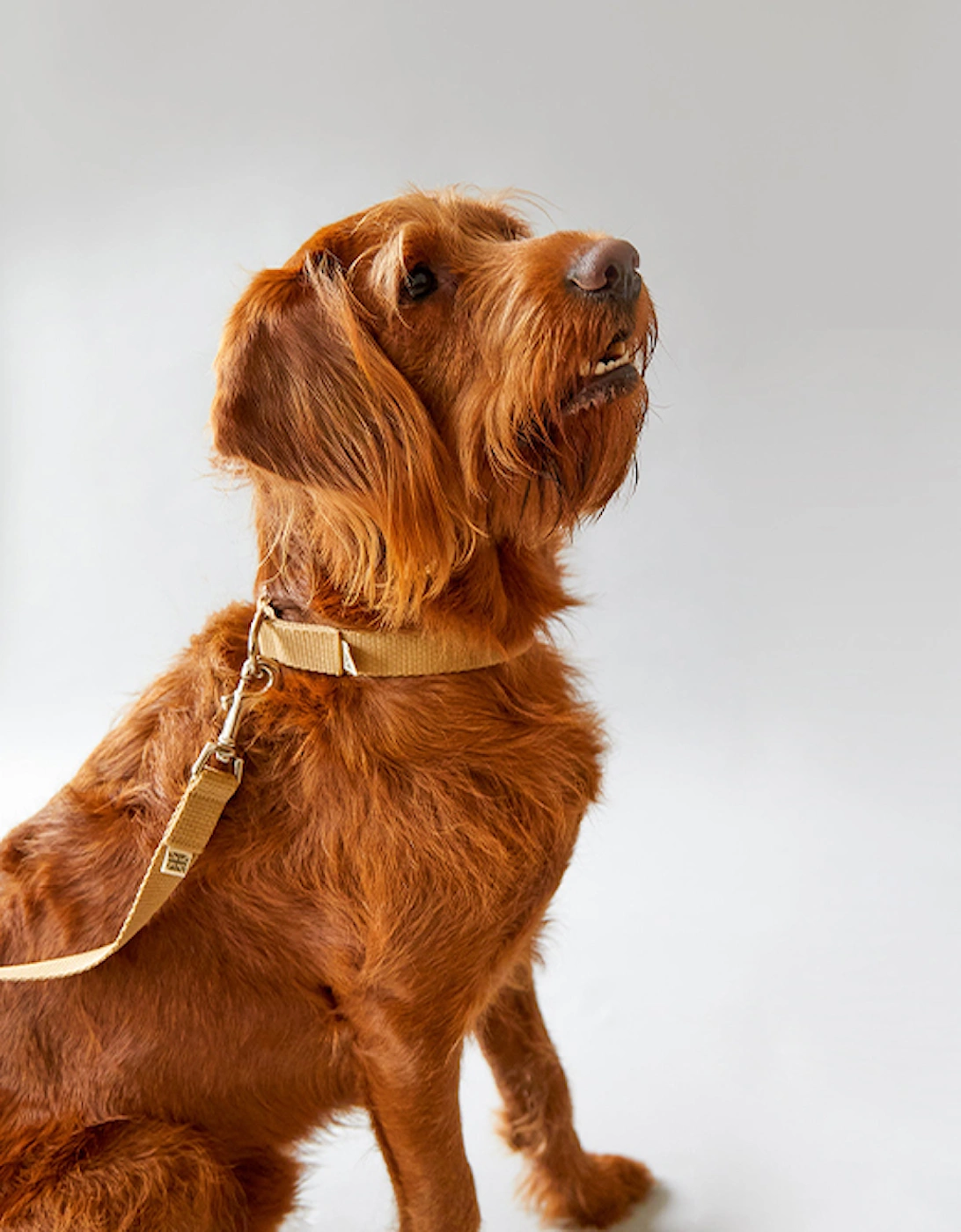 Dog Collar Stone