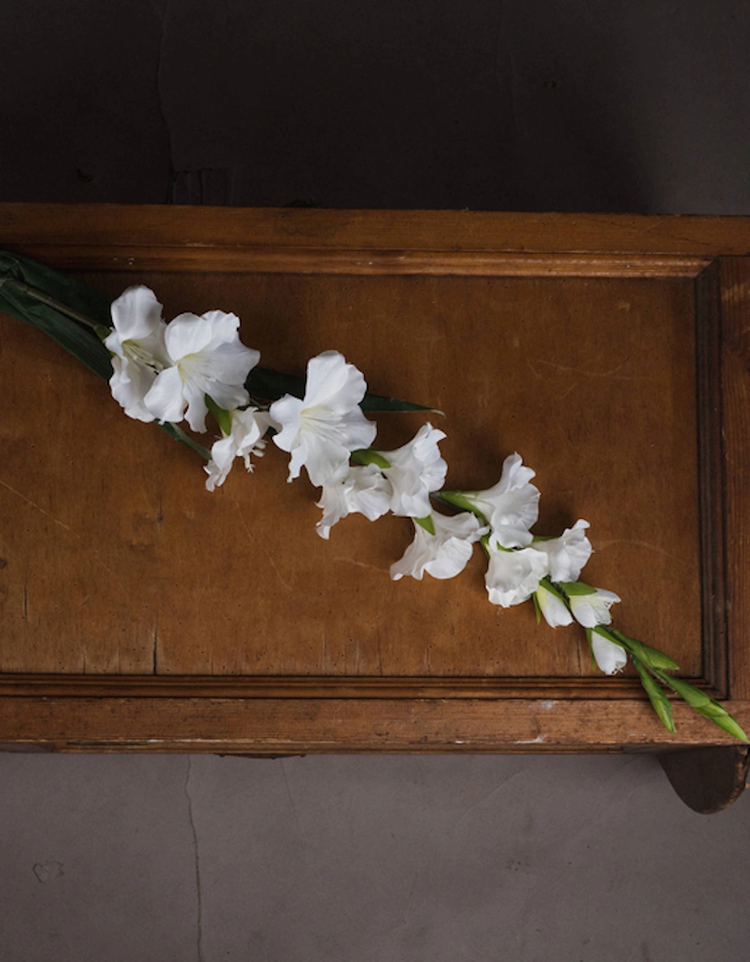 White Gladioli