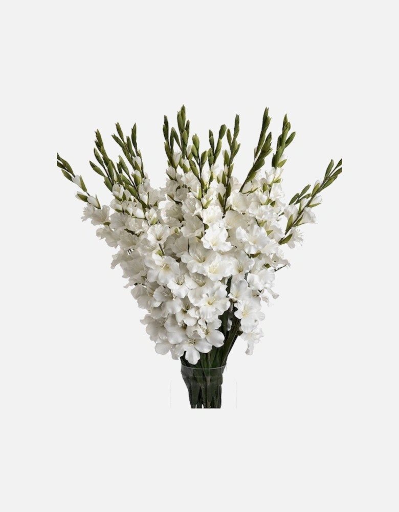 White Gladioli