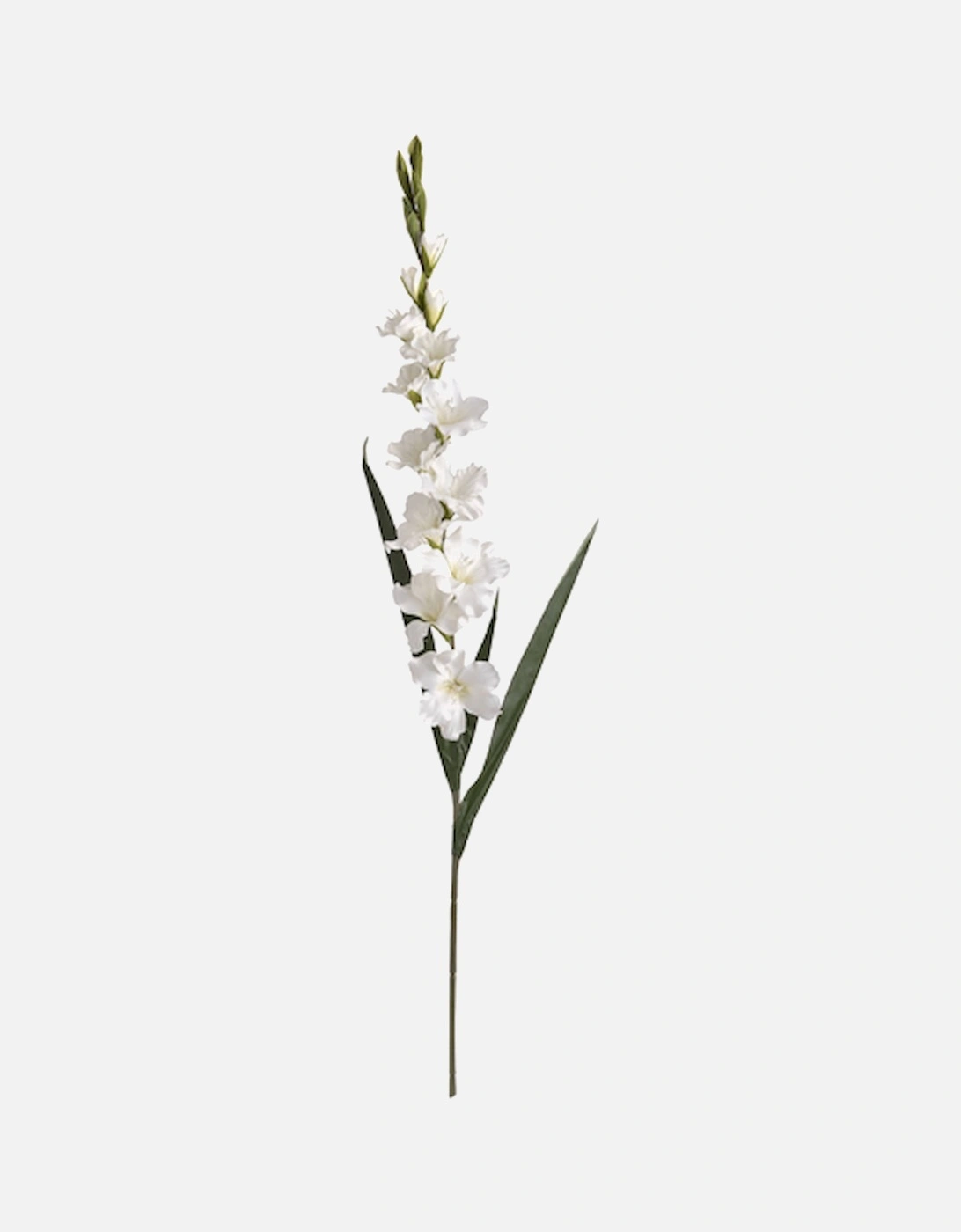 White Gladioli