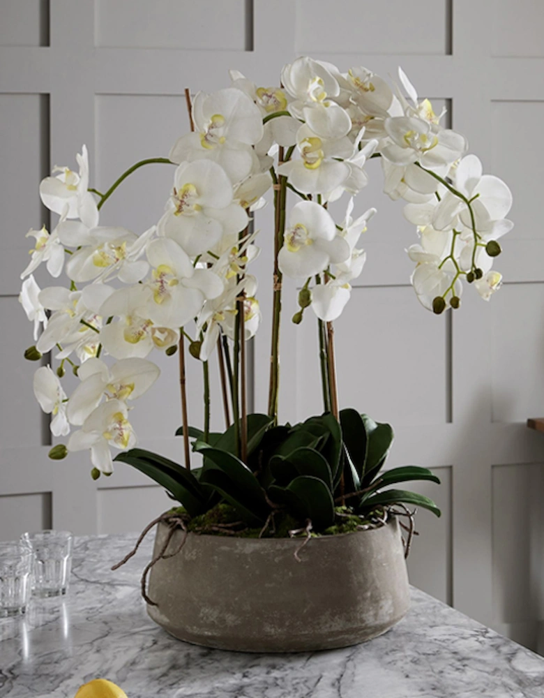 Large White Orchid In Stone Pot