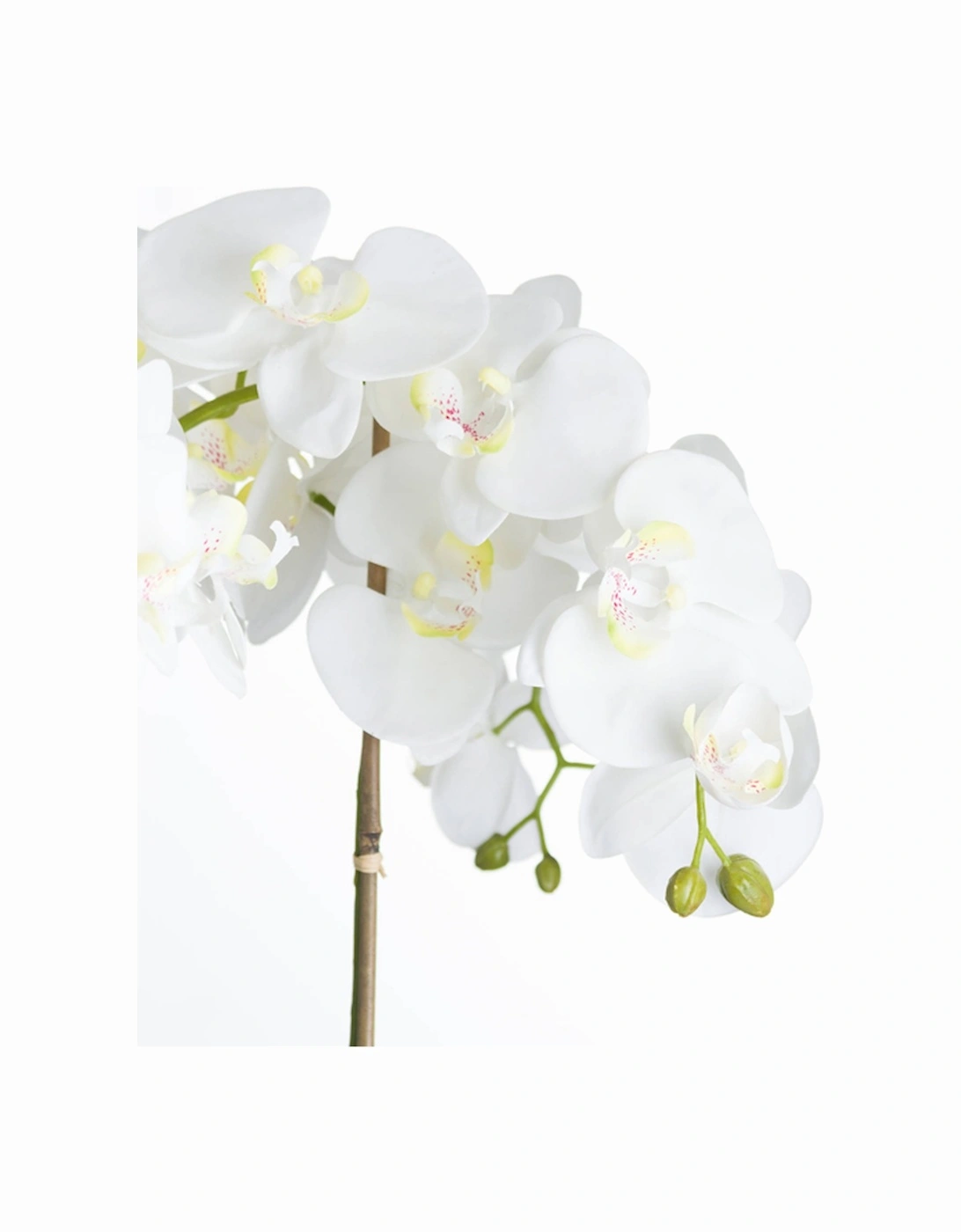 Large White Orchid In Stone Pot