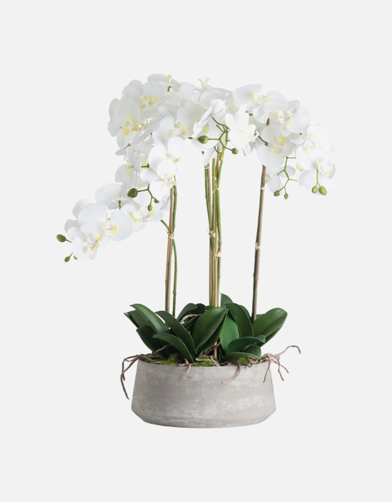 Large White Orchid In Stone Pot