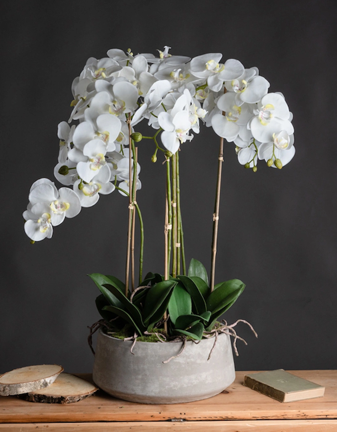 Large White Orchid In Stone Pot