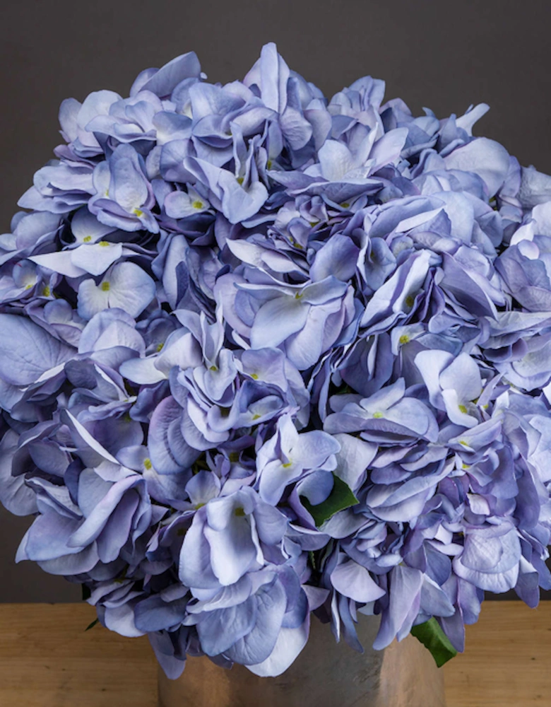 Lilac Hydrangea