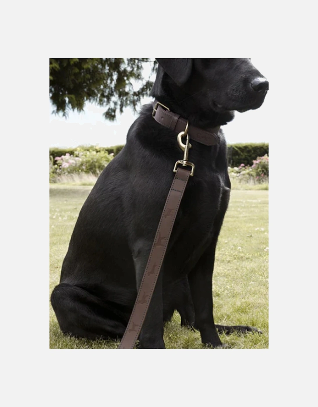 Woof Leather Dog Lead