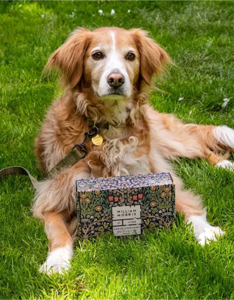 William Morris Canine Companion Dog Walkers Kit