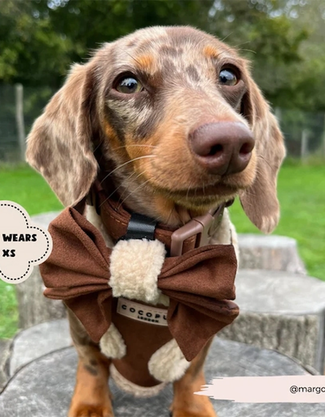 Brown Aviator Adjustable Neck Harness