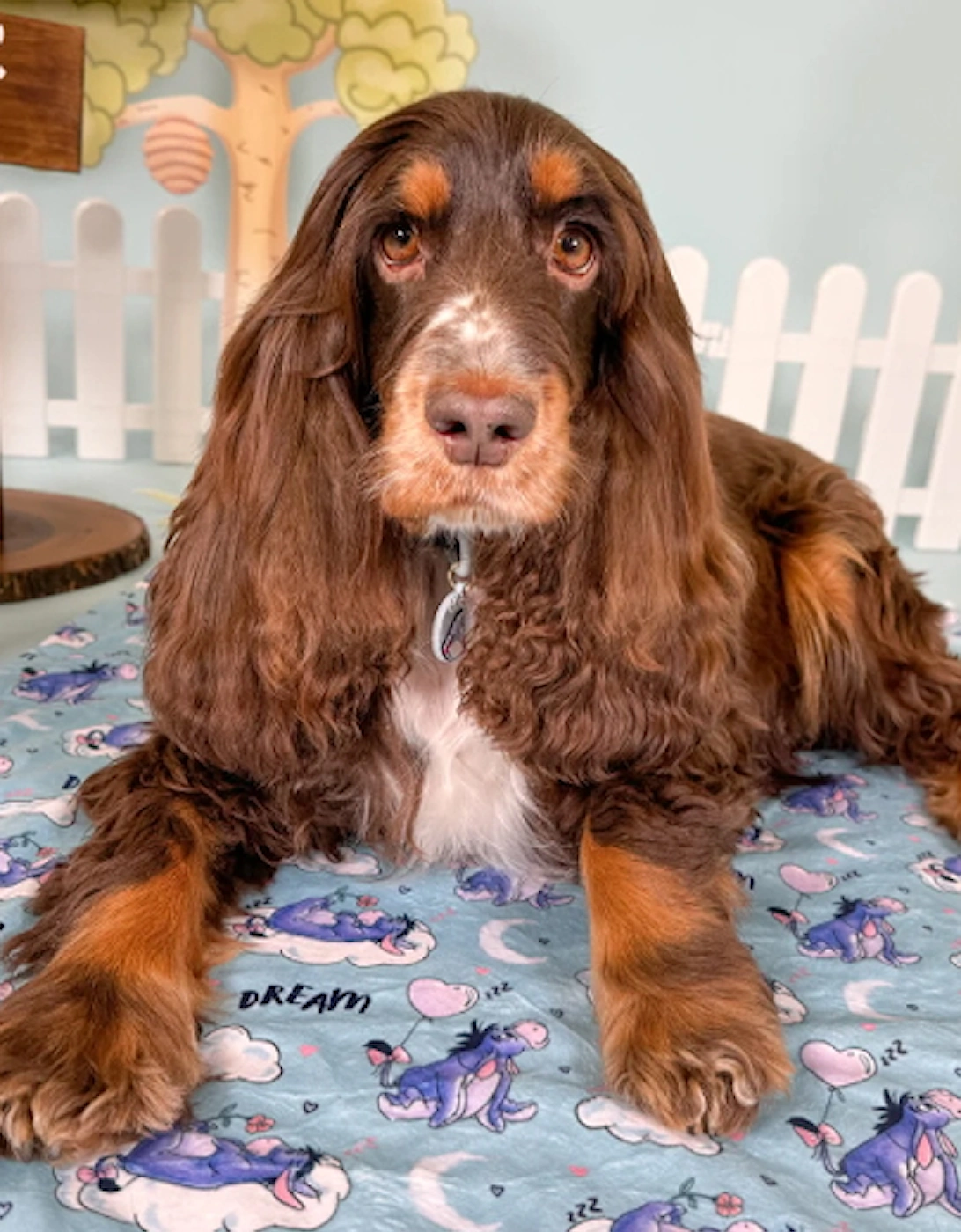 Dog Blanket Eeyore