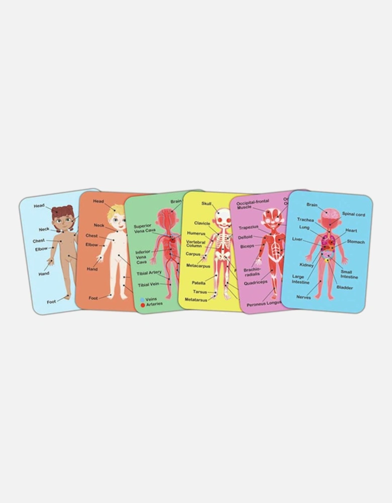 Human Body Magnetic Puzzle