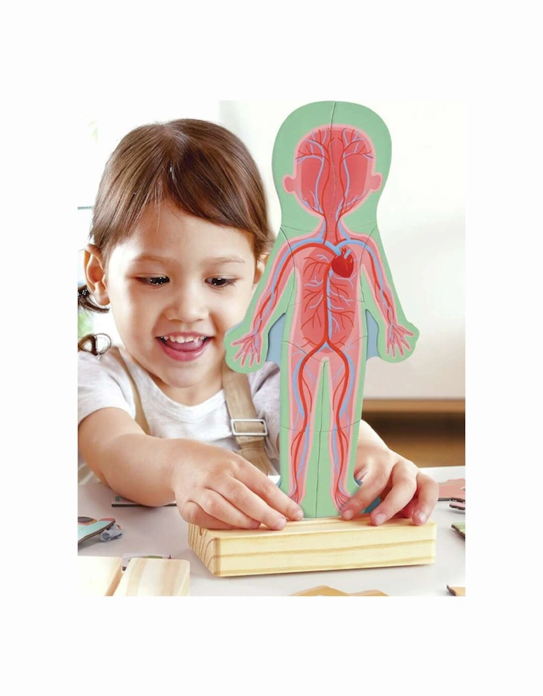 Human Body Magnetic Puzzle