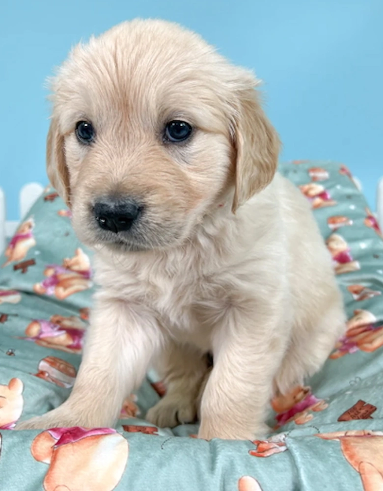 Dog Blanket Winnie The Pooh