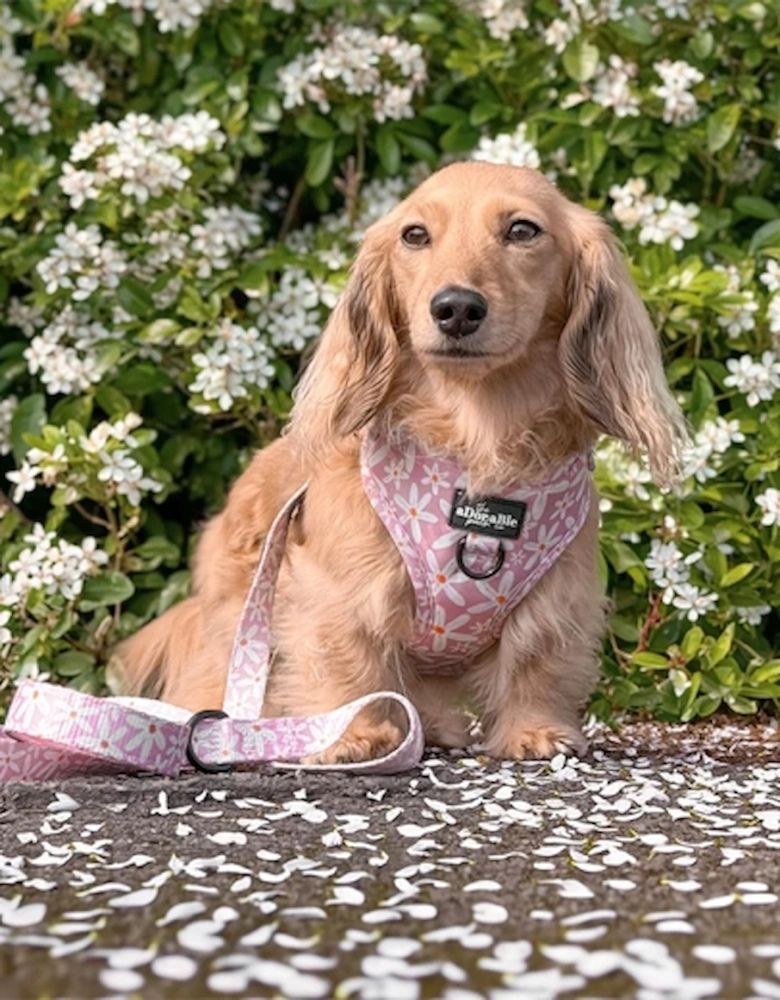 Dandy Daisy Harness