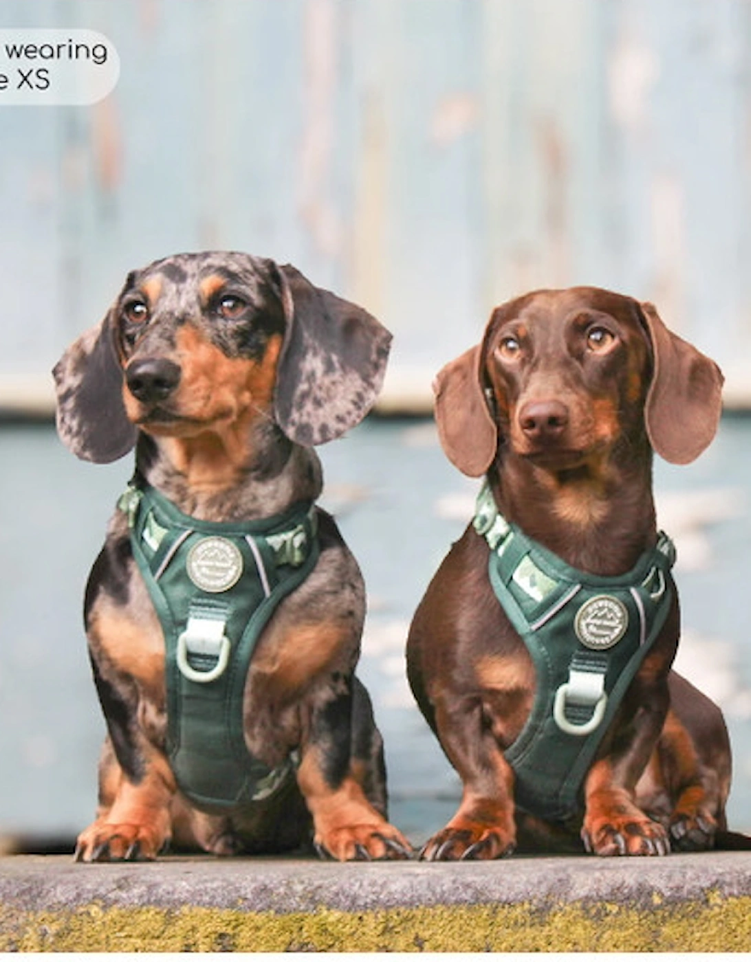 Tough Trails Walkies Ready Harness Forest Green