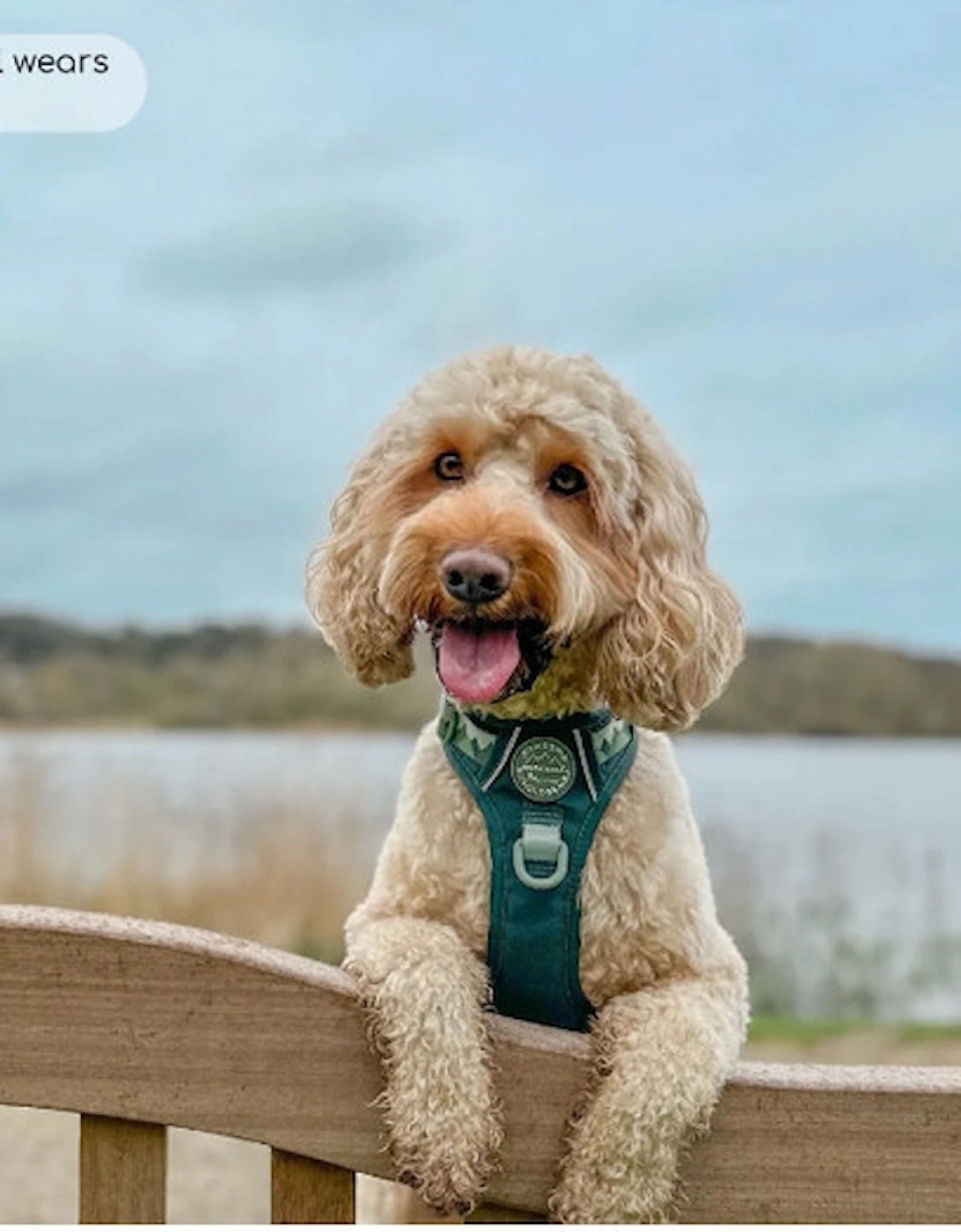 Tough Trails Walkies Ready Harness Forest Green