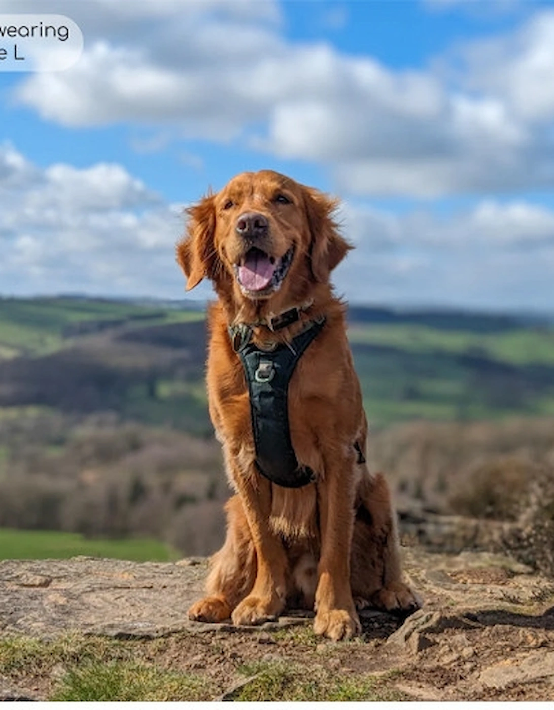 Tough Trails Walkies Ready Harness Forest Green