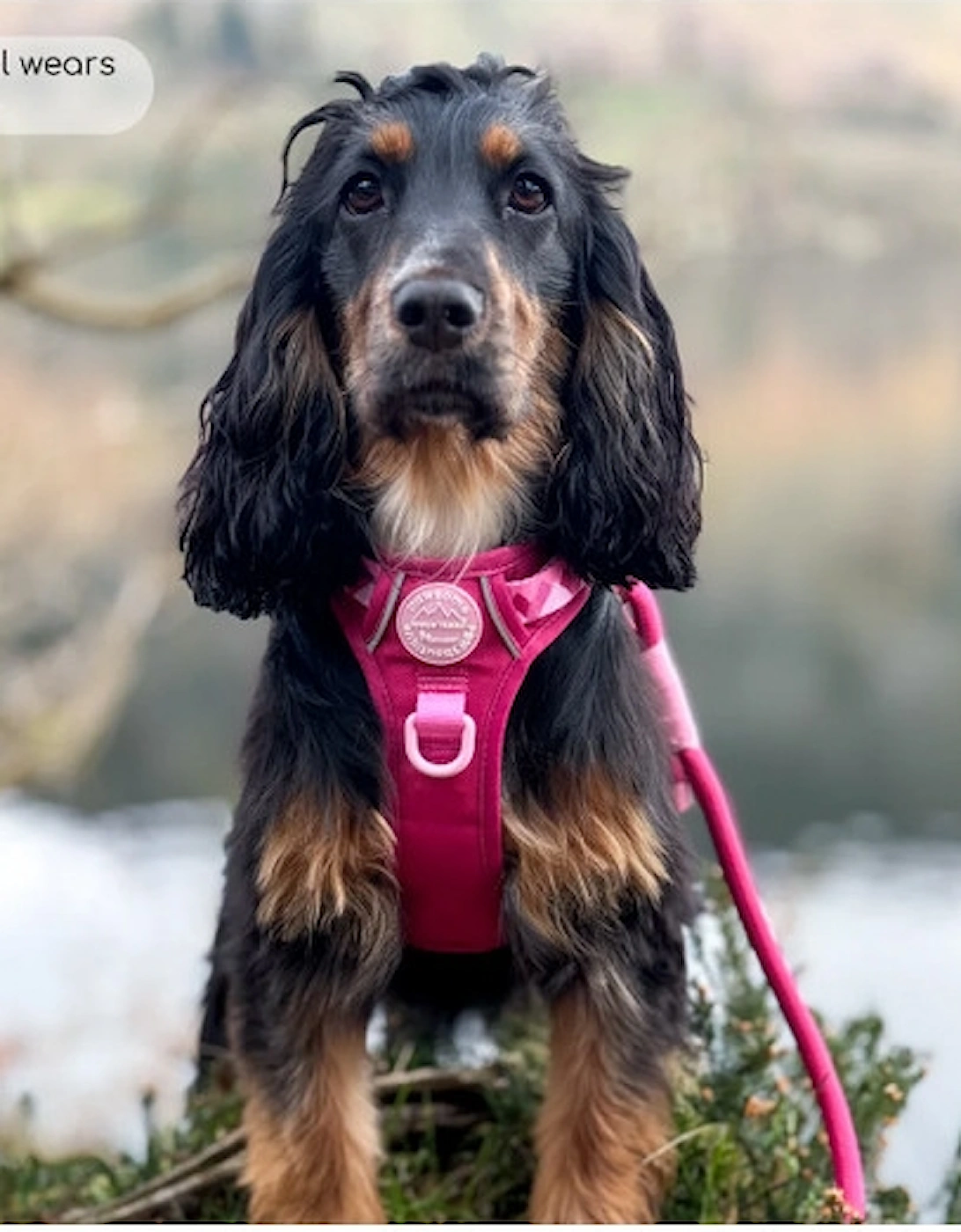 Tough Trails Walkies Ready Harness Raspberry Pink