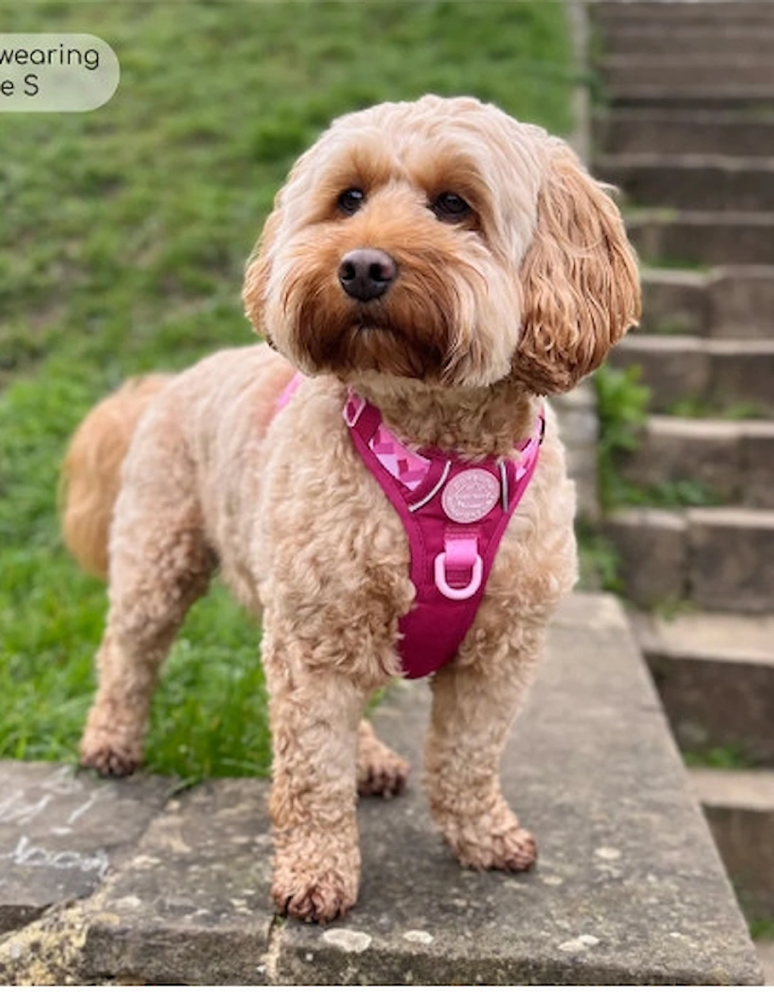 Tough Trails Walkies Ready Harness Raspberry Pink