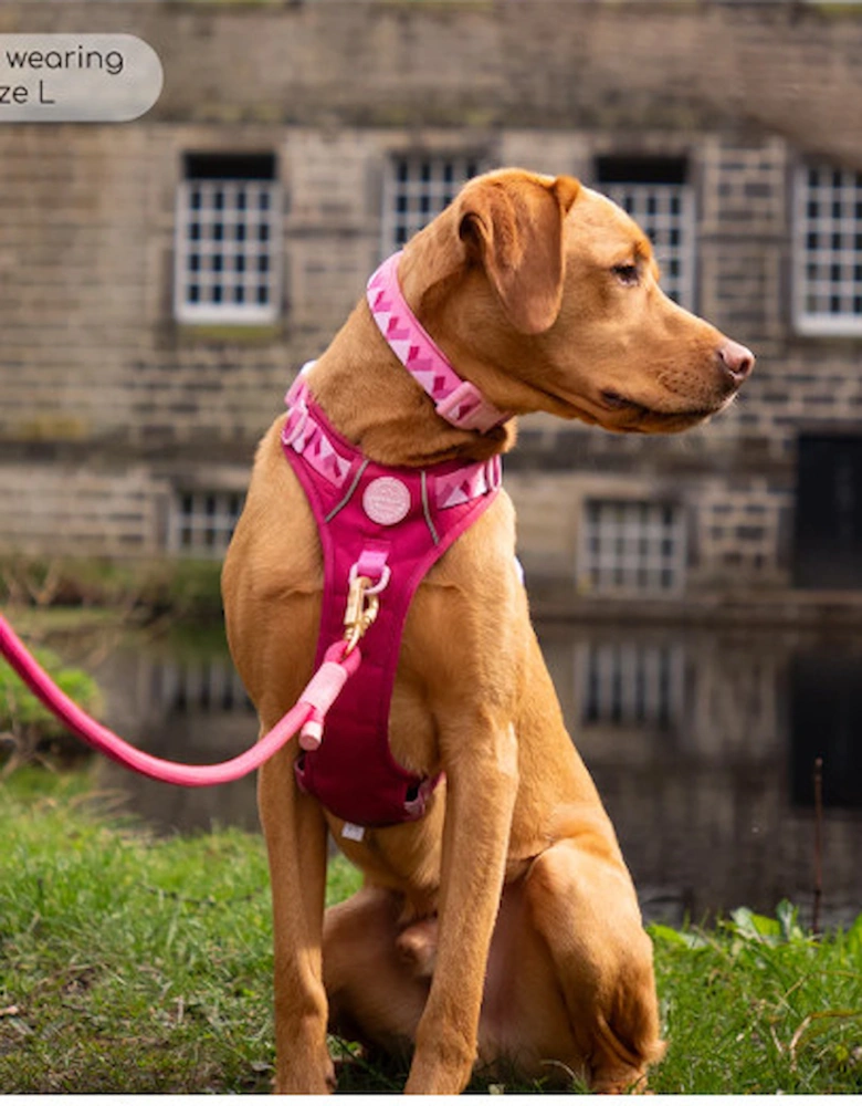 Walkies Ready Collar Raspberry Pink