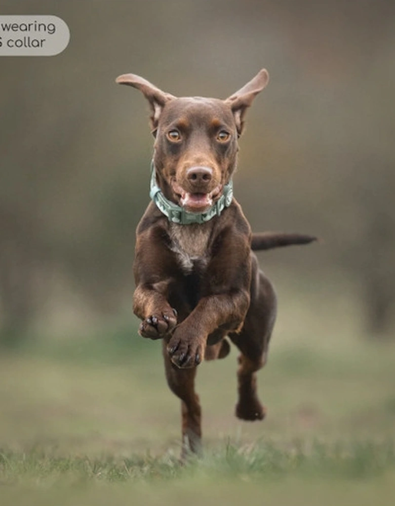 Walkies Ready Collar Forest Green