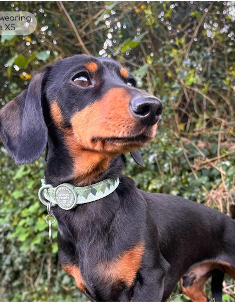 Walkies Ready Collar Forest Green