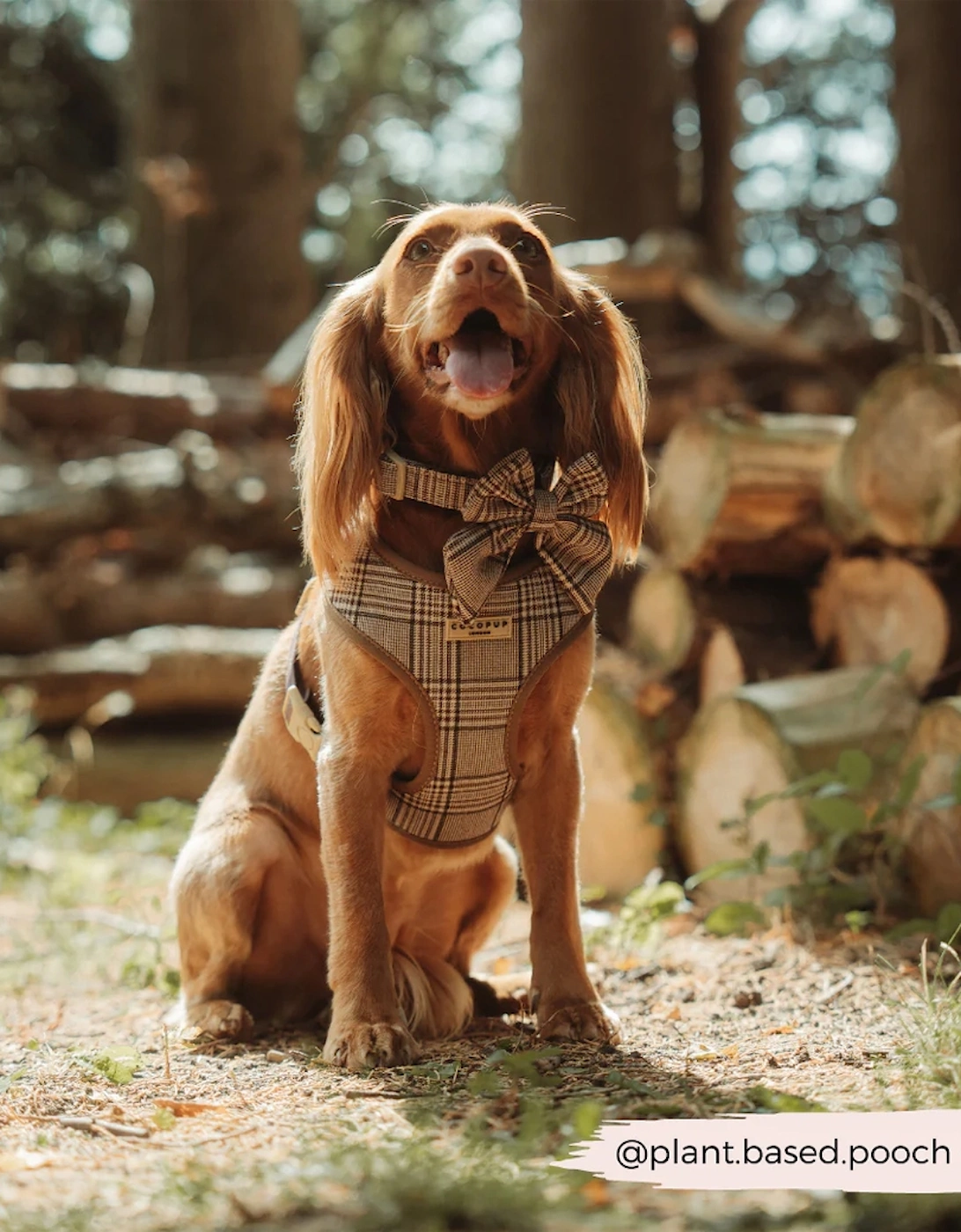 Pup Plaid Adjustable Neck Harness