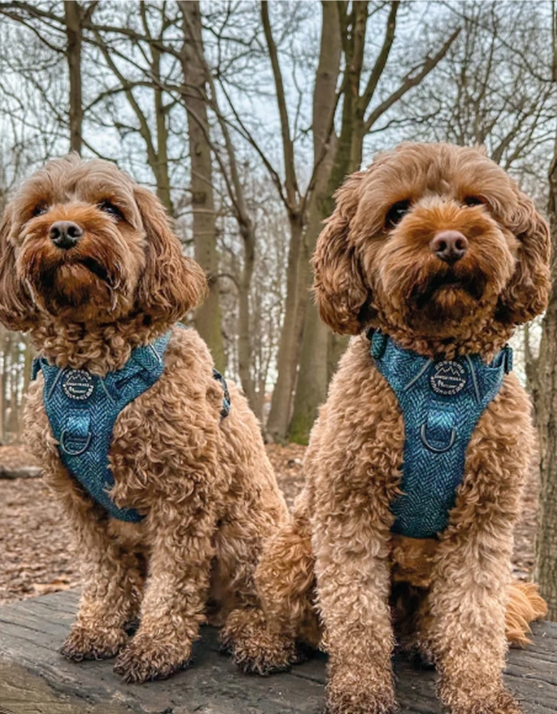 Tough Trails Harness Country Teal