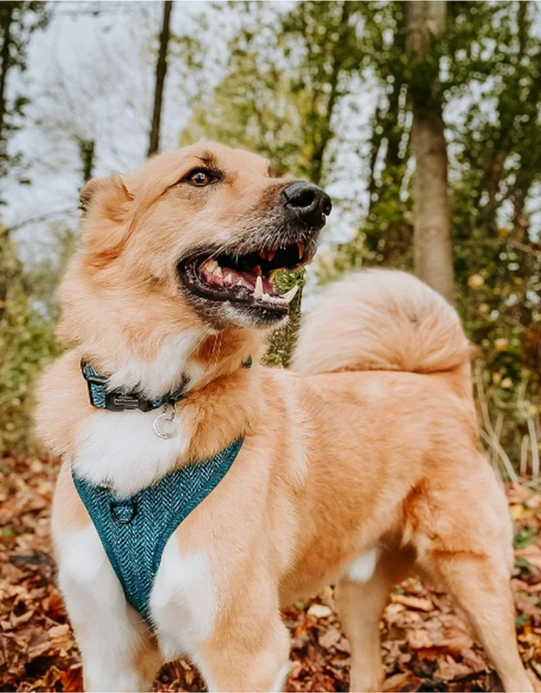 Collar Country Teal