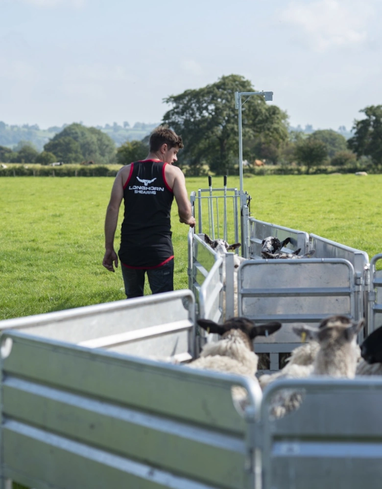 Longhorn Long Tail Shearing Singlet Suffolk