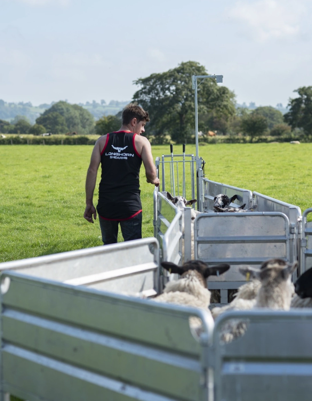 Longhorn Long Tail Shearing Singlet Suffolk