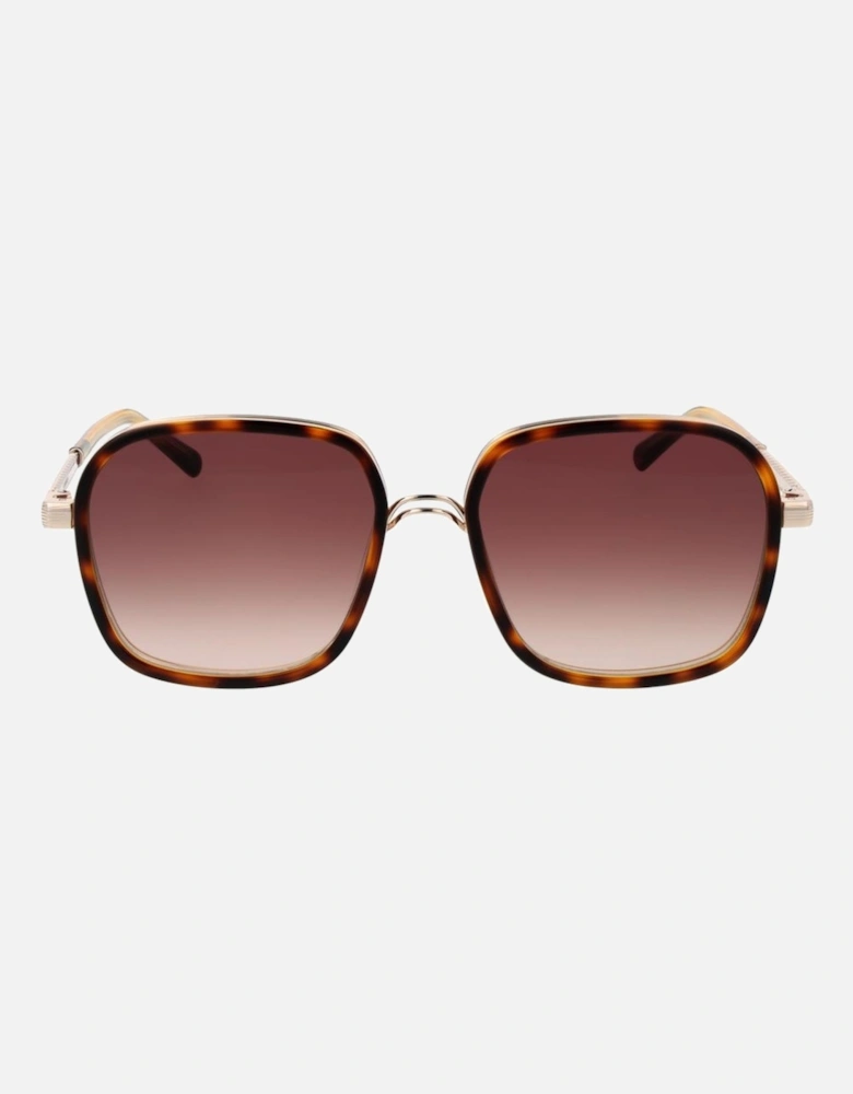Square Gradient Brown Acetate Sunglasses Women