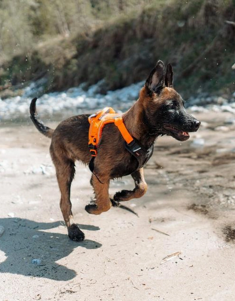 Ramble Harness