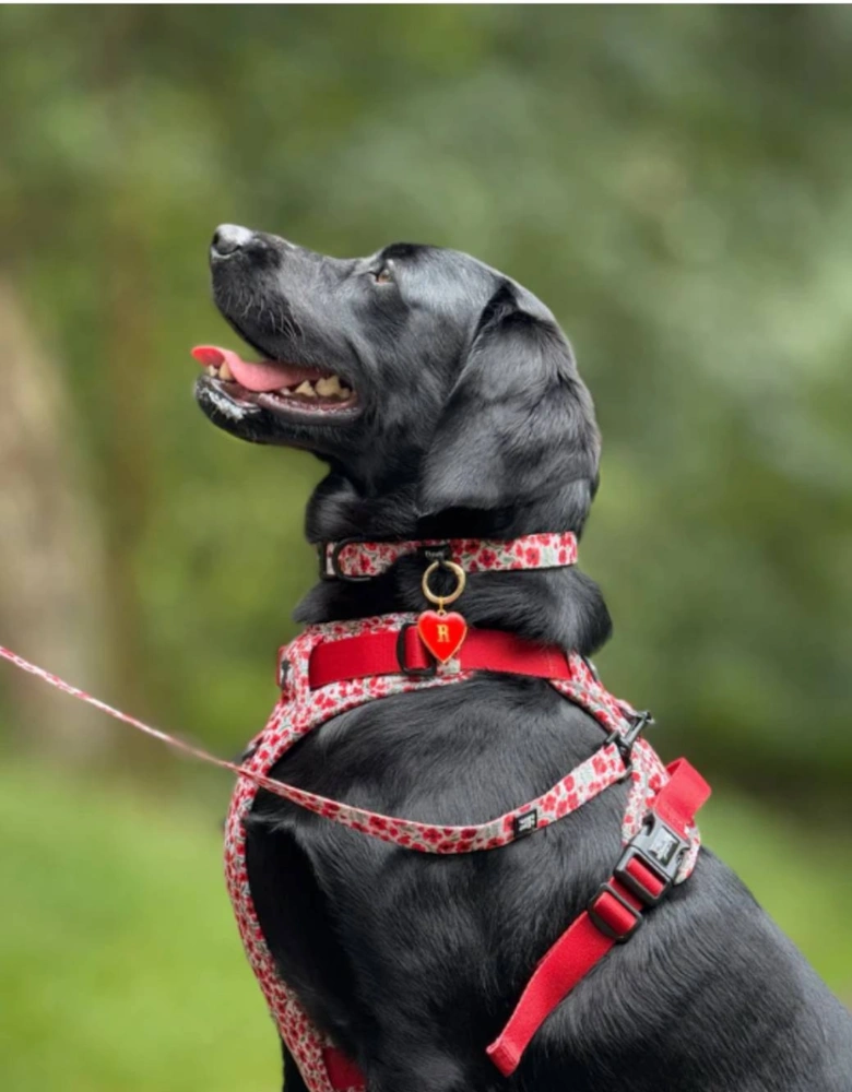 Hike & Go Harness Painted Poppies
