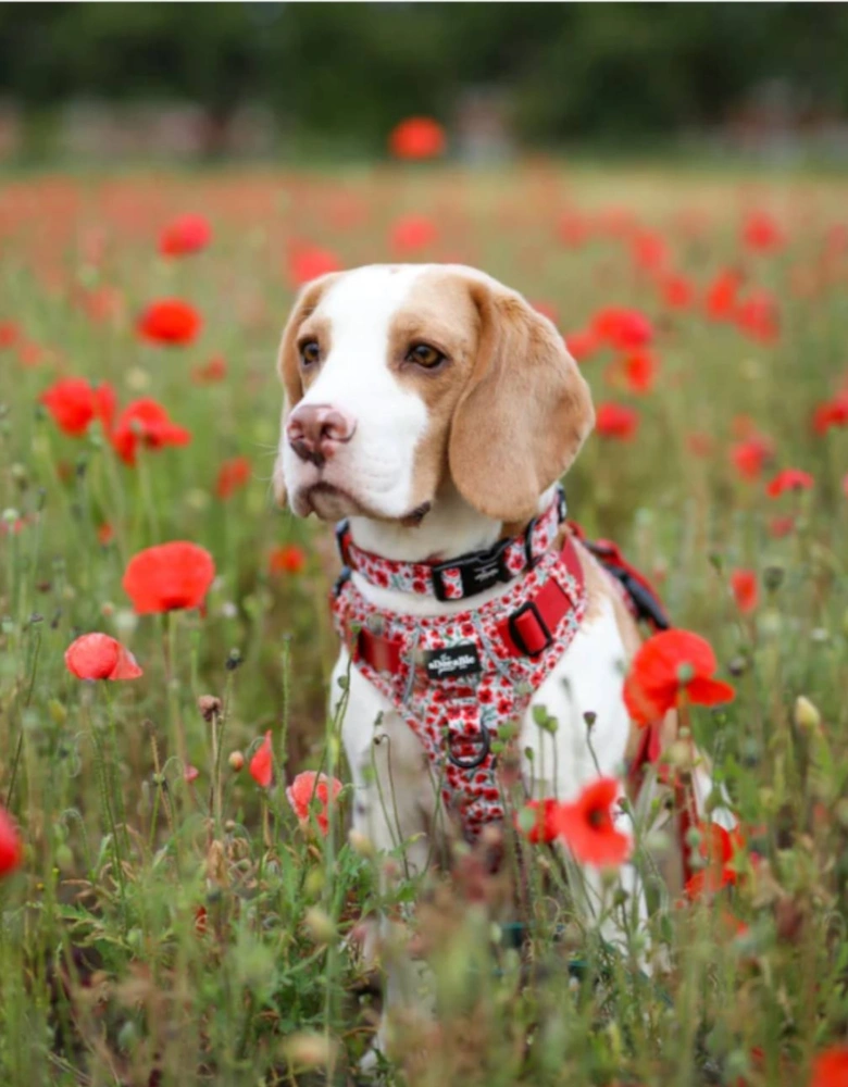 Hike & Go Harness Painted Poppies