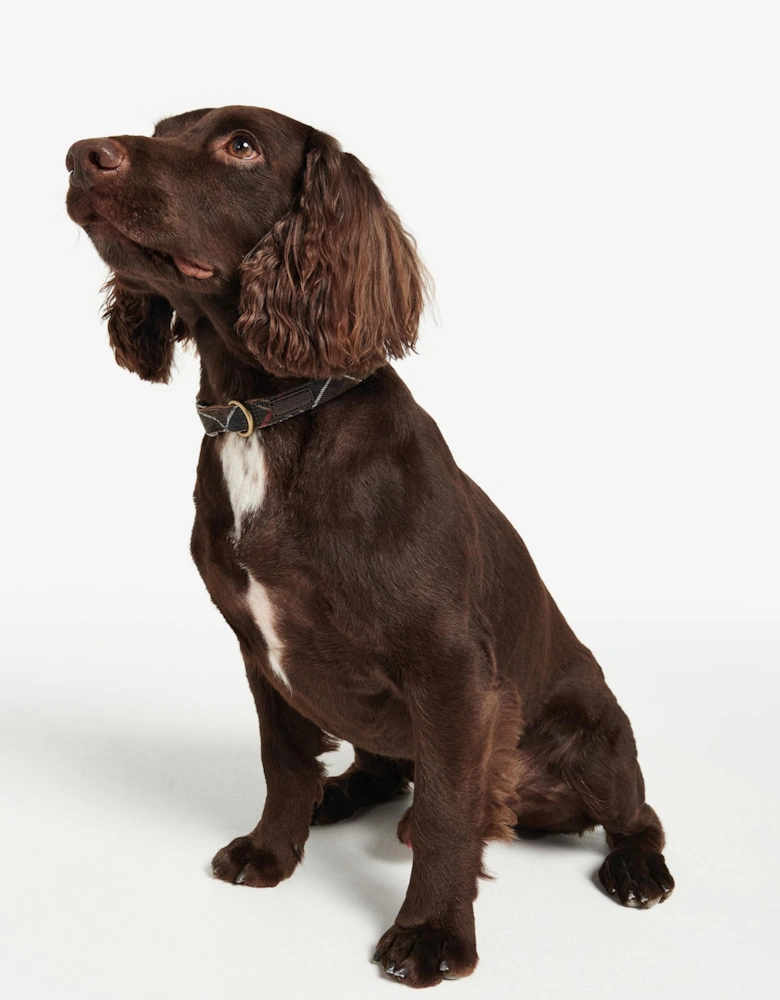 Tartan/Webbing Dog Collar - Classic Tartan