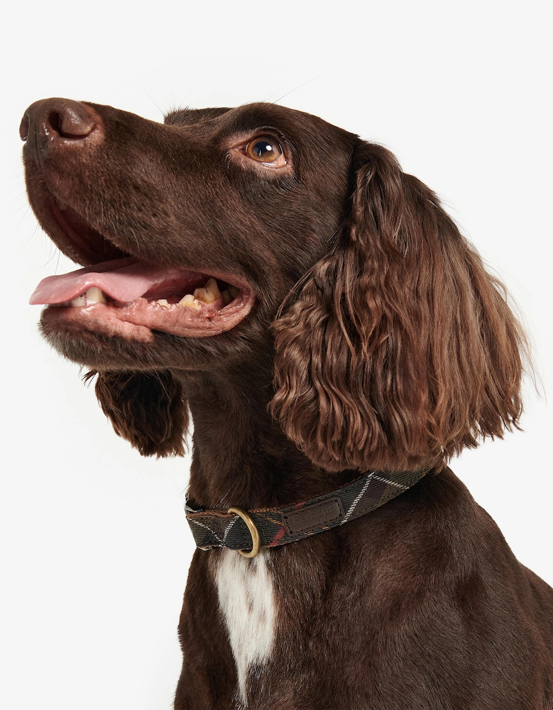 Tartan/Webbing Dog Collar - Classic Tartan