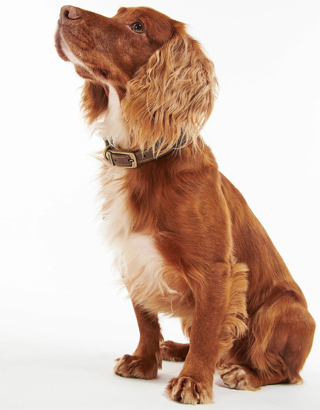 Leather Dog Collar - Brown
