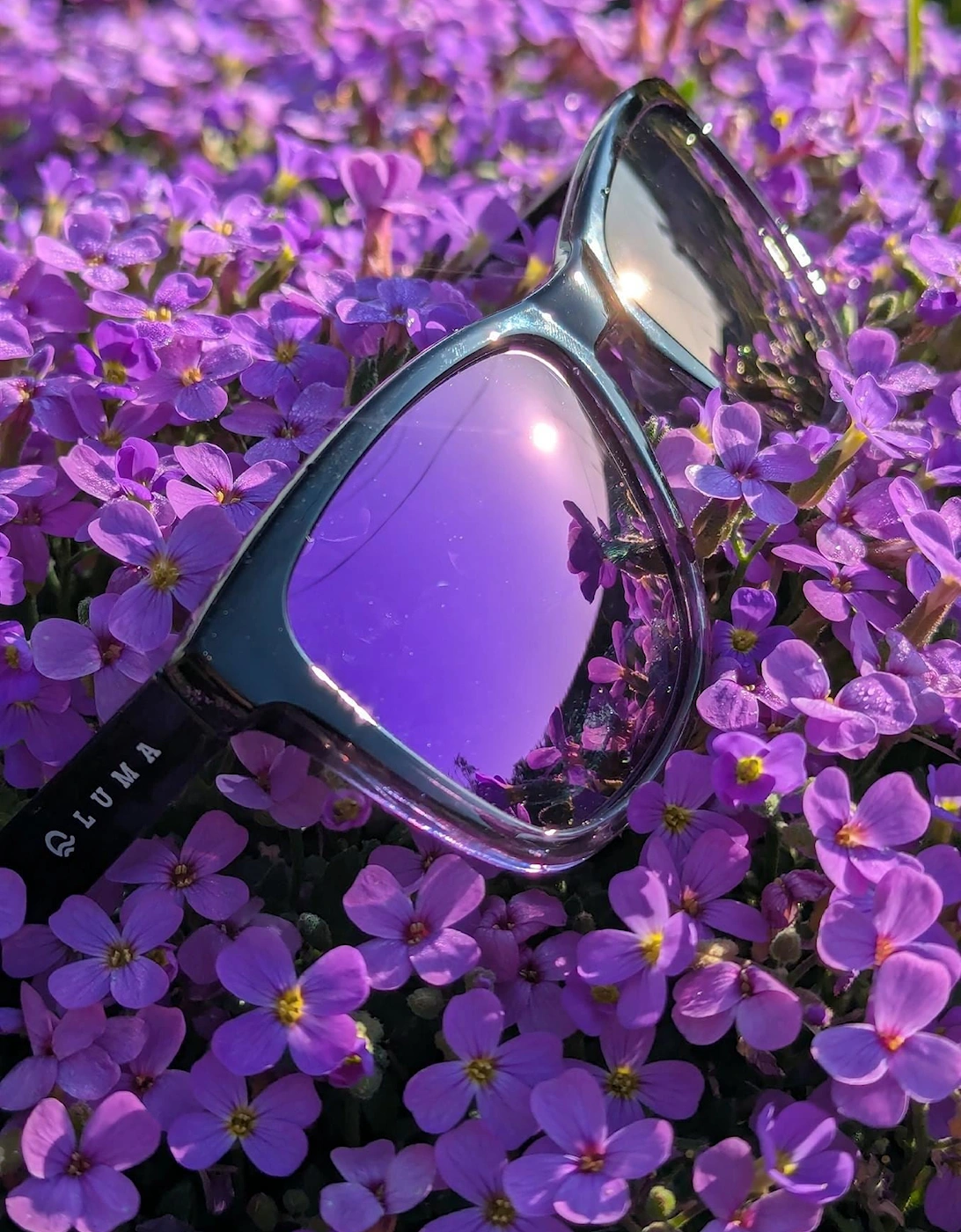 Luma Sunglasses - Harlyn - Purple