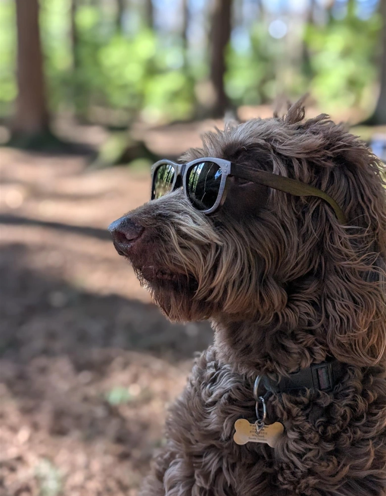 Luma Sunglasses - Lydford - Black