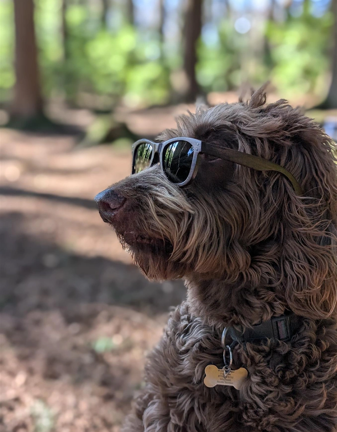 Luma Sunglasses - Lydford - Black