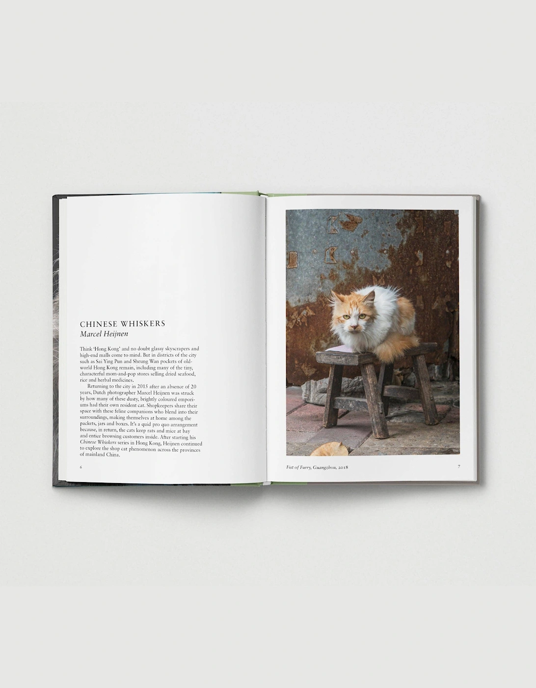 Hoxton Mini Press New Photography Of The Cat