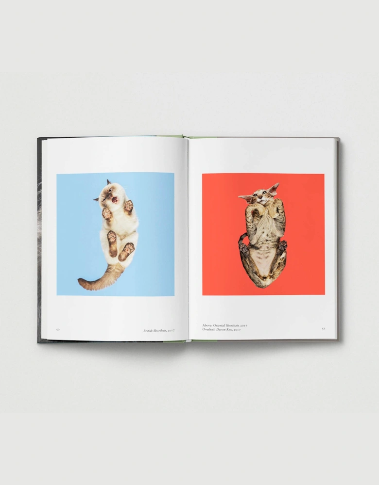 Hoxton Mini Press New Photography Of The Cat