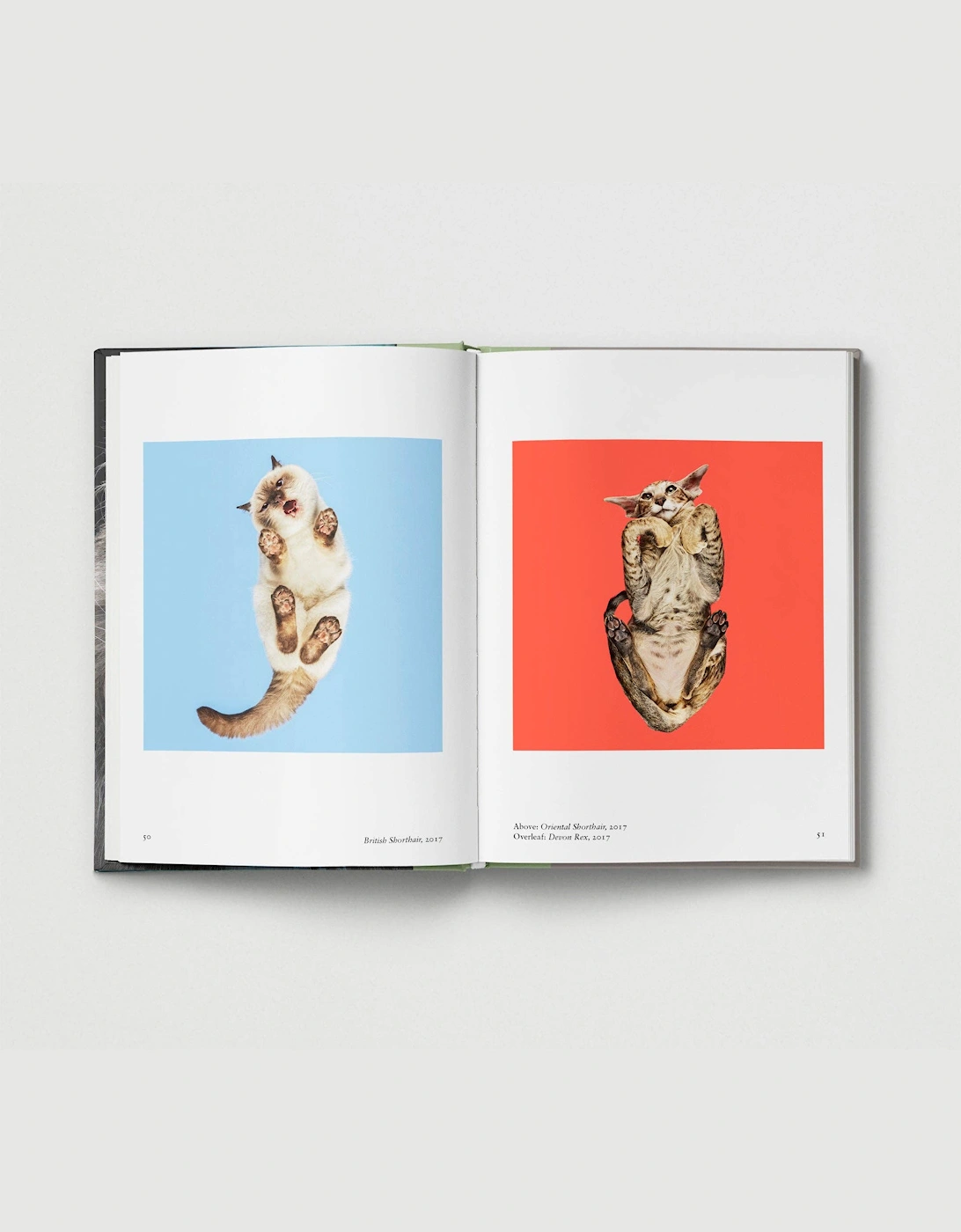 Hoxton Mini Press New Photography Of The Cat