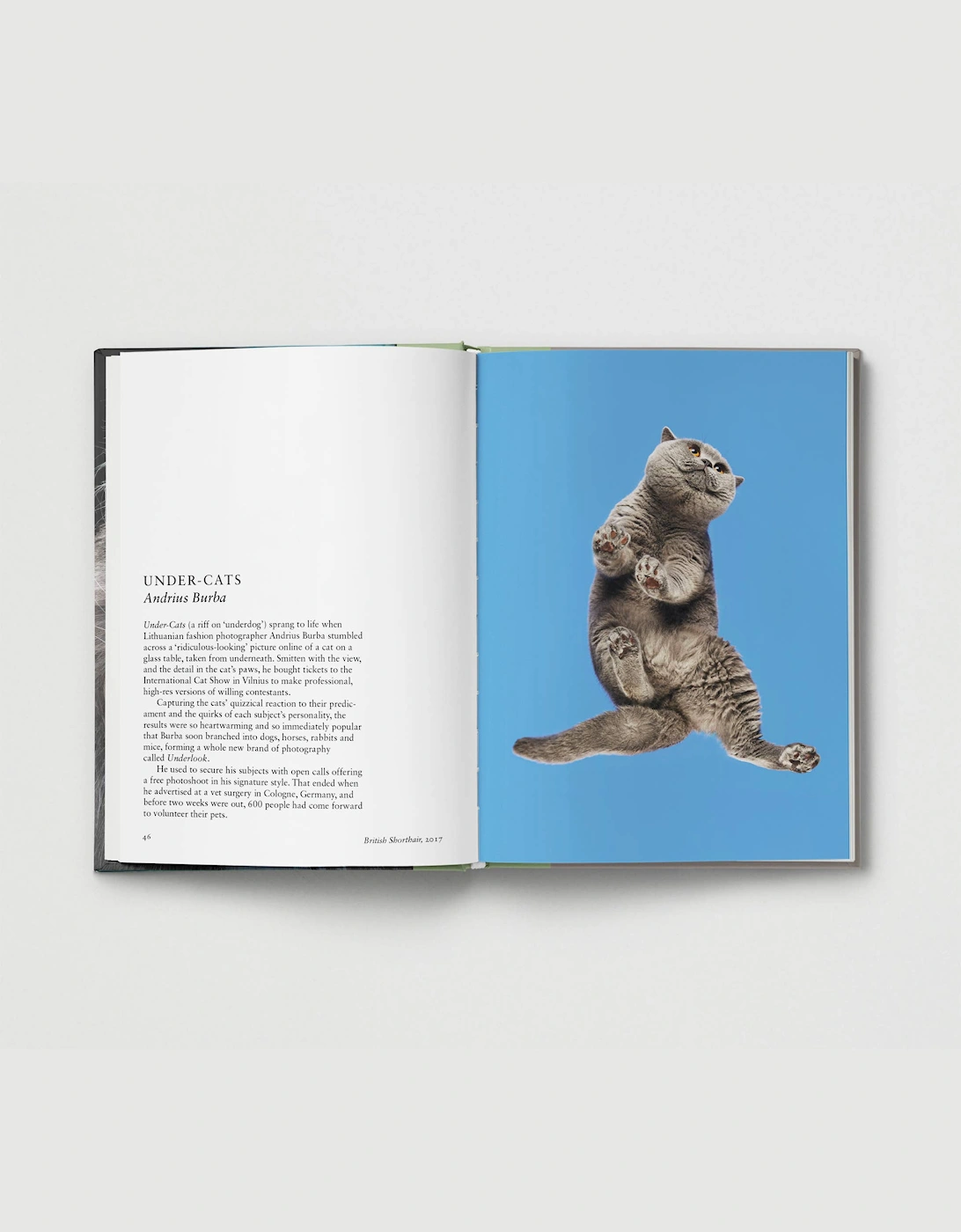 Hoxton Mini Press New Photography Of The Cat